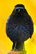 Malabar Whistling Thrush