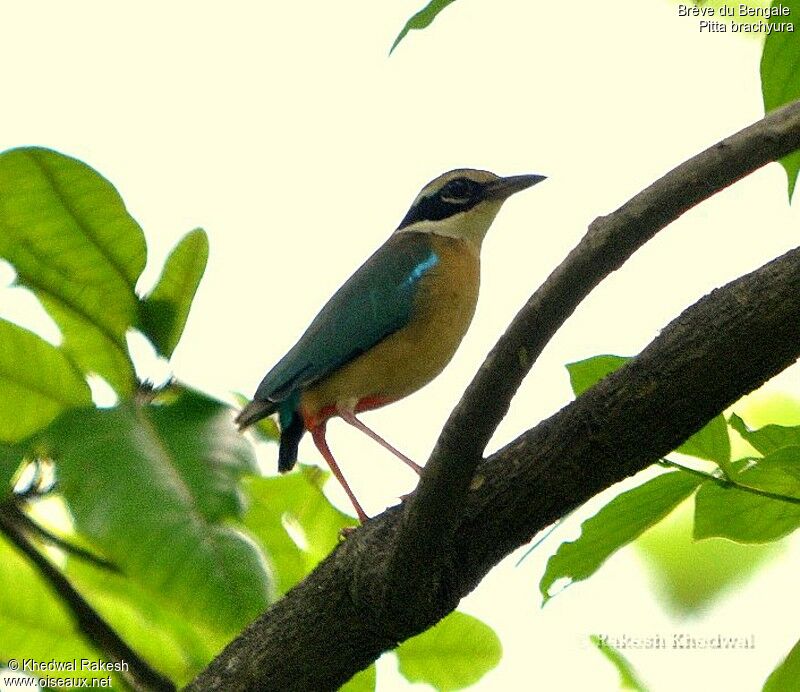 Indian Pitta