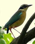 Indian Pitta