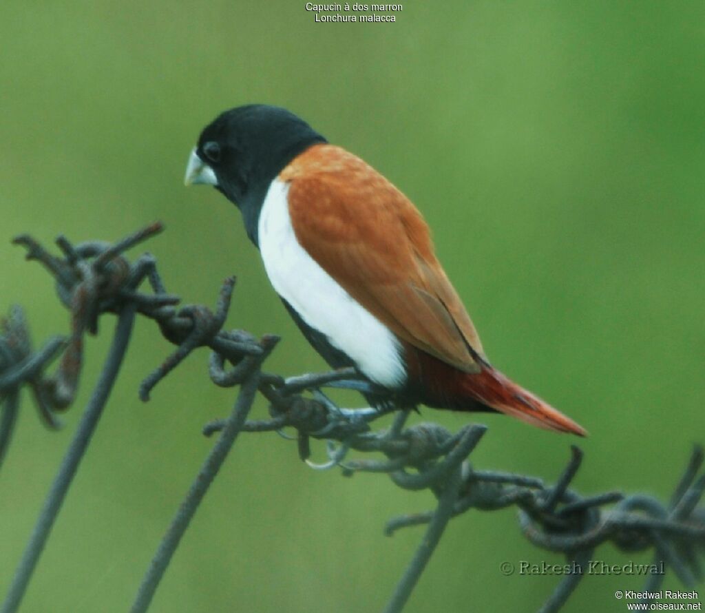 Tricolored Munia male adult breeding