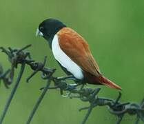 Tricolored Munia