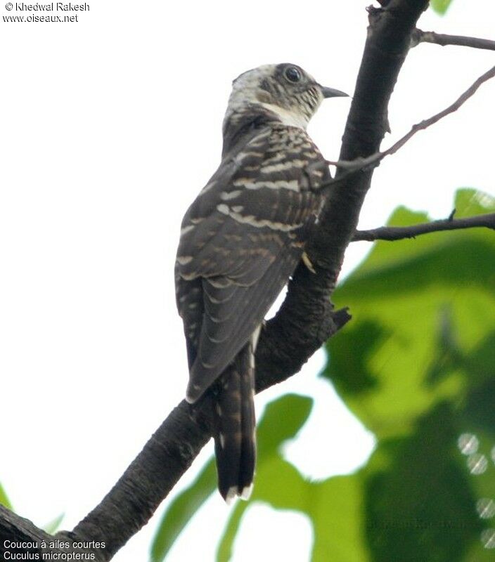 Indian Cuckoojuvenile