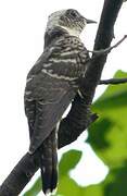 Indian Cuckoo