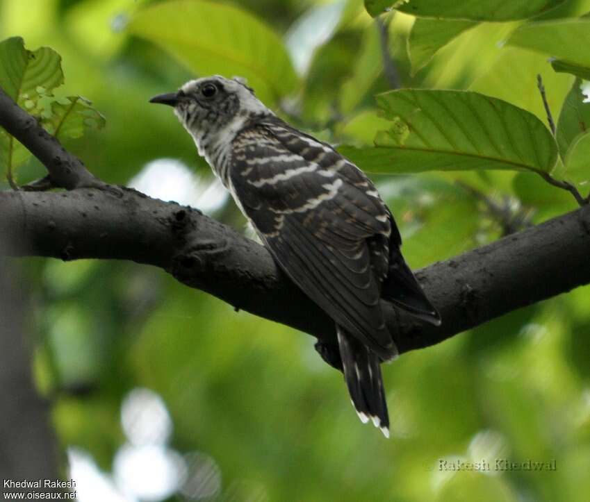 Indian Cuckoojuvenile