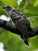 Indian Cuckoo