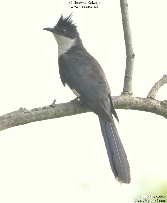 Jacobin Cuckoo male adult