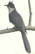 Jacobin Cuckoo