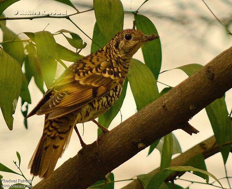 Scaly Thrush, pigmentation