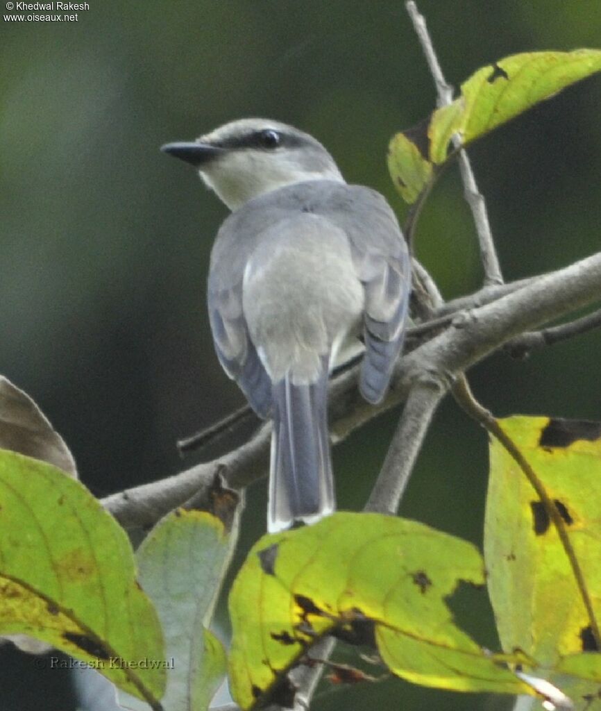 Ashy Minivet male adult