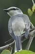 Minivet cendré