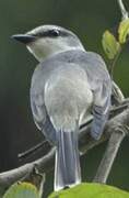 Ashy Minivet