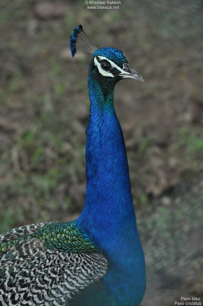 Indian Peafowl male adult