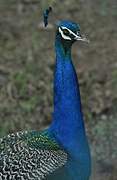 Indian Peafowl