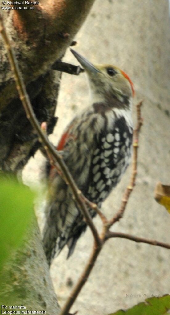 Yellow-crowned Woodpecker male