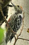 Yellow-crowned Woodpecker