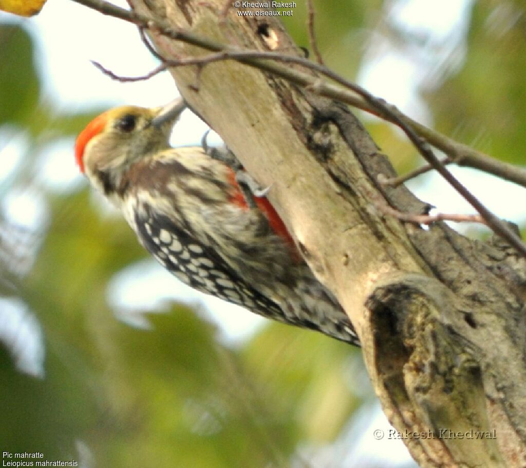 Yellow-crowned Woodpecker male