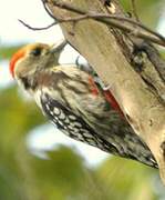 Yellow-crowned Woodpecker