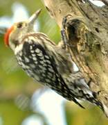 Yellow-crowned Woodpecker