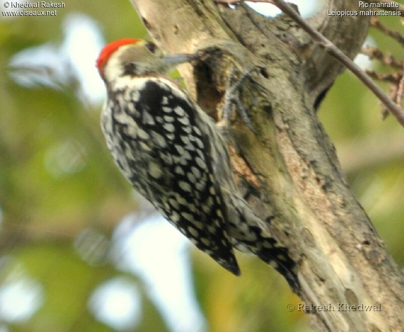 Yellow-crowned Woodpecker male