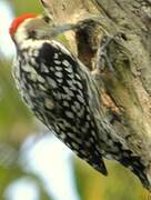 Yellow-crowned Woodpecker