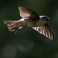 Atiu Swiftlet