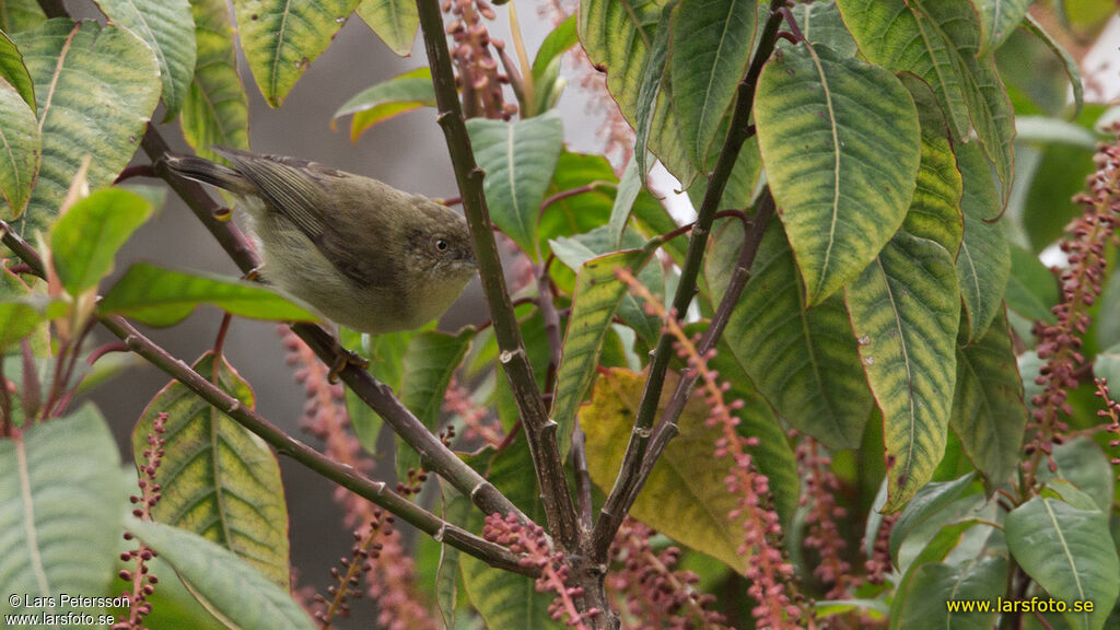 New Guinea Thornbill