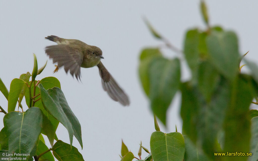 New Guinea Thornbill