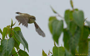 New Guinea Thornbill