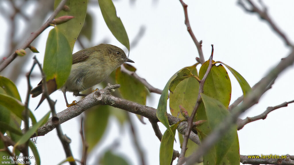 New Guinea Thornbill