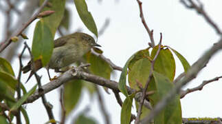 New Guinea Thornbill