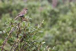 Rufous-breasted Accentor