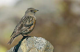 Alpine Accentor