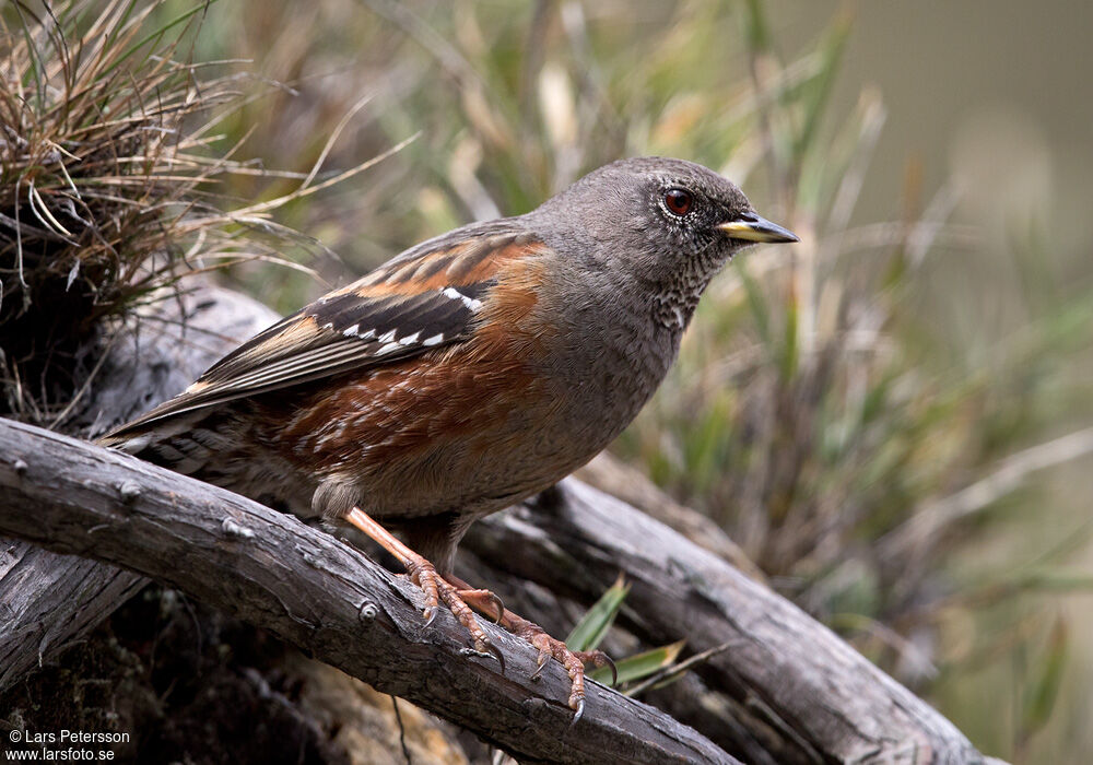 Alpine Accentor