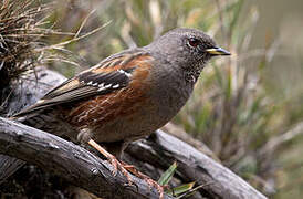 Alpine Accentor