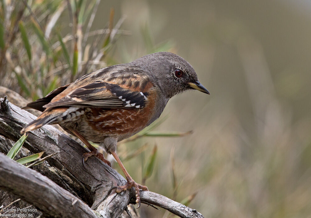 Alpine Accentor