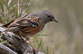 Alpine Accentor