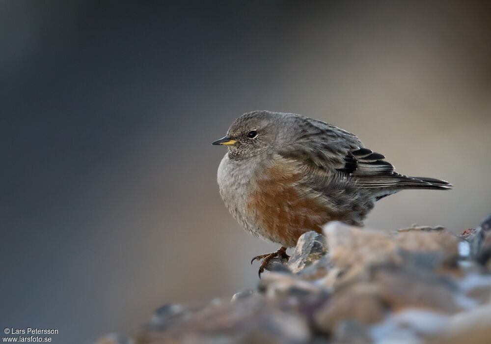 Alpine Accentor