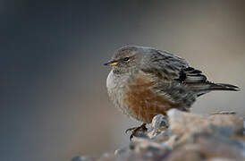 Alpine Accentor