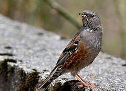 Alpine Accentor