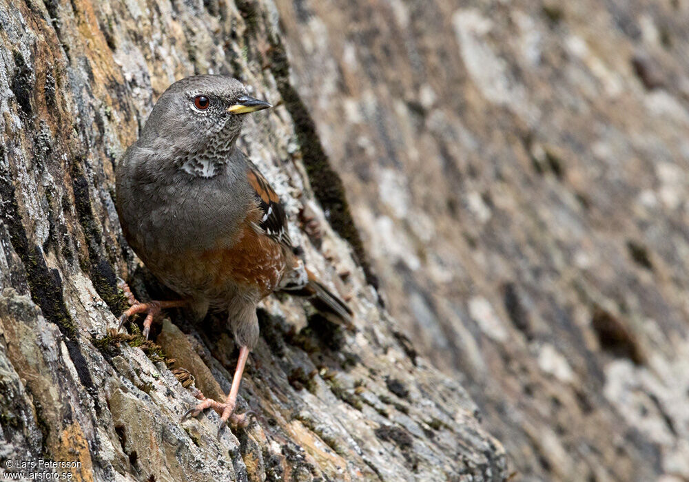 Alpine Accentor