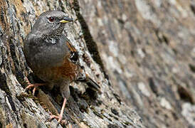 Alpine Accentor