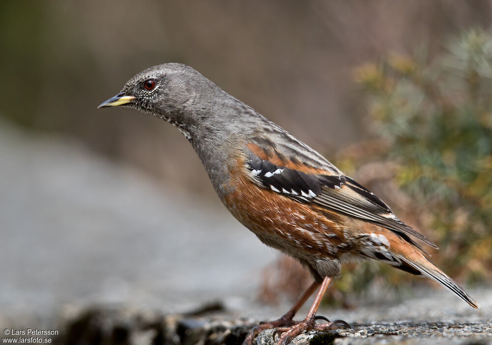 Accenteur alpin