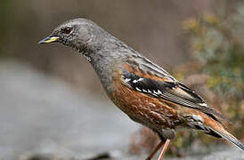 Alpine Accentor