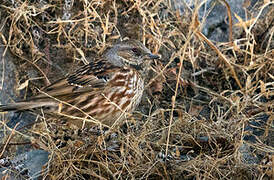 Altai Accentor