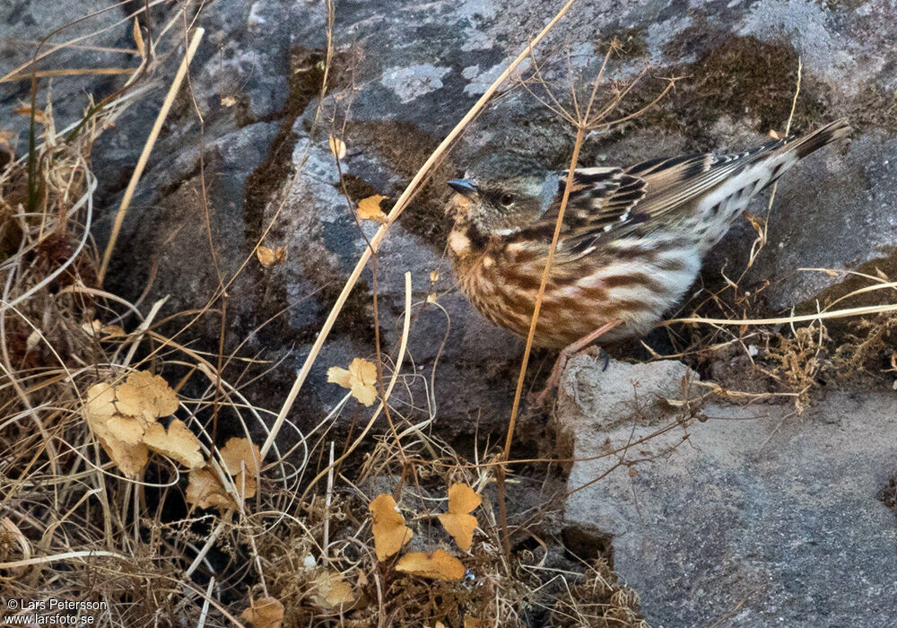 Altai Accentor