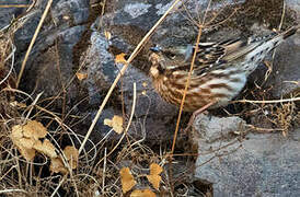 Altai Accentor