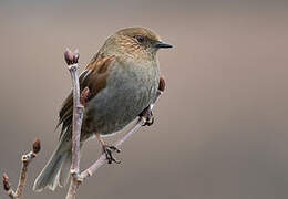 Japanese Accentor