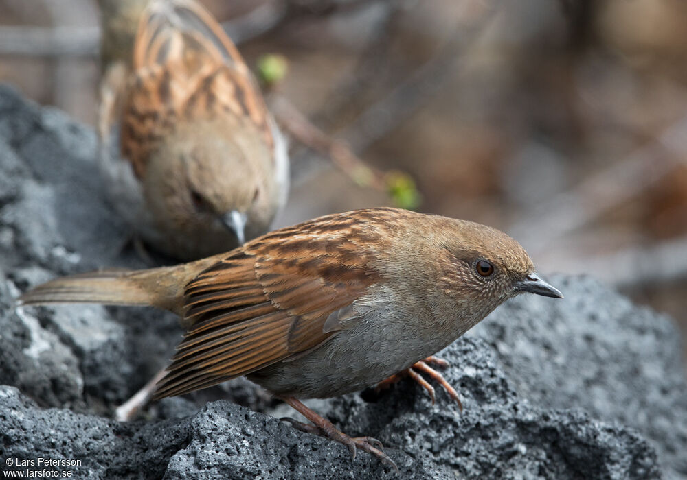 Japanese Accentor