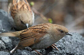 Japanese Accentor