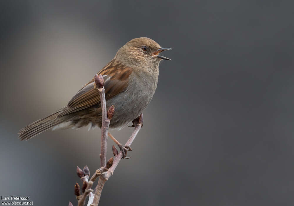 Japanese Accentoradult, song